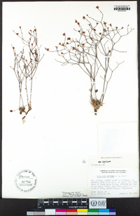 Eriogonum apricum var. apricum image
