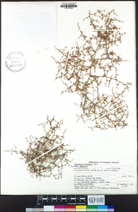Eriogonum deflexum var. deflexum image