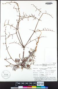 Eriogonum hoffmannii var. hoffmannii image