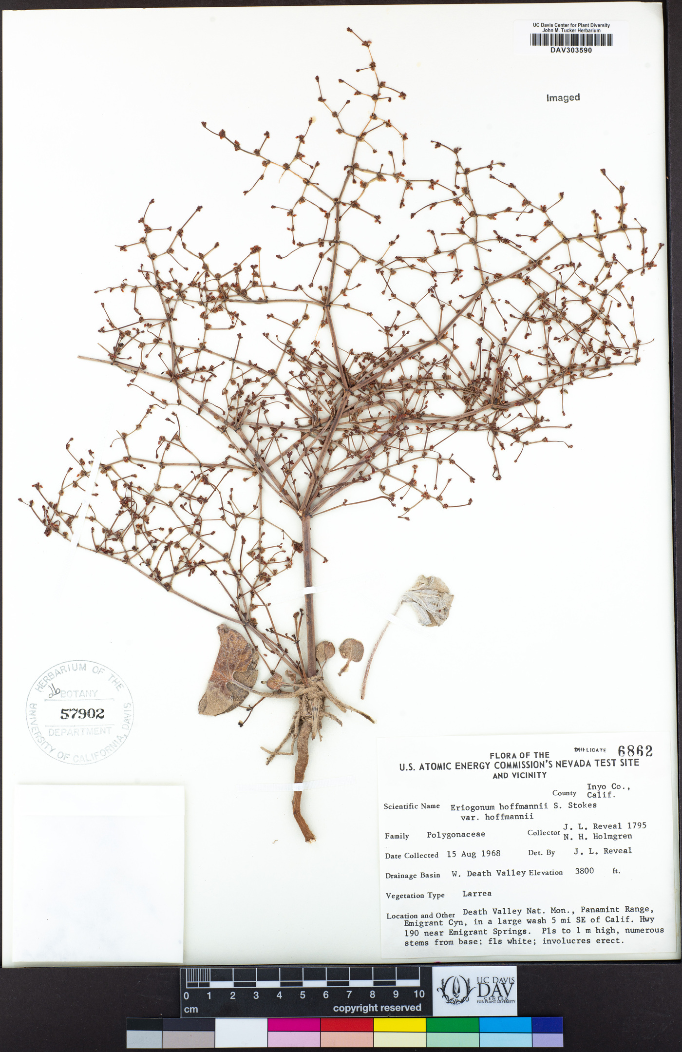 Eriogonum hoffmannii var. hoffmannii image