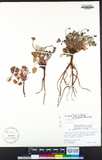 Eriogonum nudum image