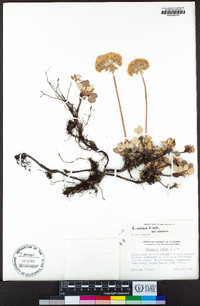 Eriogonum ursinum var. ursinum image