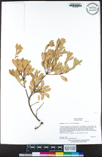 Quercus vacciniifolia image