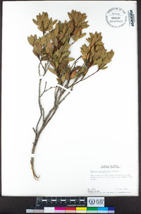 Quercus vacciniifolia image