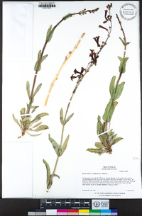 Penstemon utahensis image