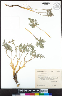 Cymopterus aboriginum image