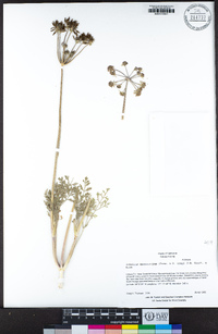 Lomatium macrocarpum image