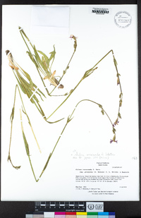 Silene verecunda image