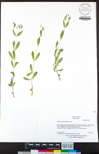 Silene menziesii image