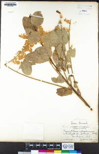 Ceanothus integerrimus image