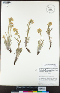 Oreocarya flavoculata image