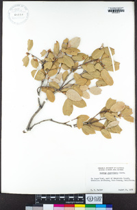 Quercus chrysolepis image