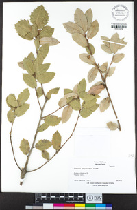 Quercus chrysolepis image