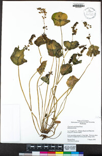 Claytonia perfoliata image