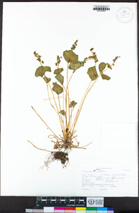 Claytonia perfoliata image