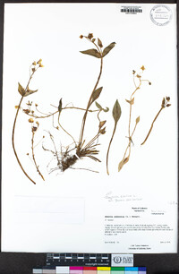 Claytonia sibirica image