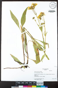 Arnica mollis image