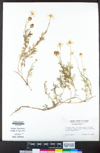 Anthemis cotula image