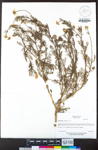 Anthemis cotula image