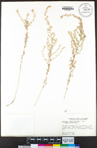 Artemisia ludoviciana subsp. albula image