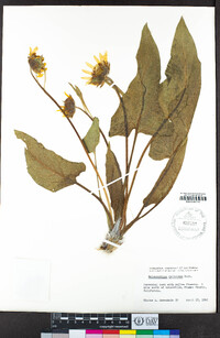 Balsamorhiza deltoidea image