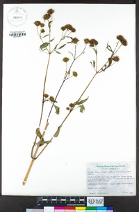 Bidens frondosa image