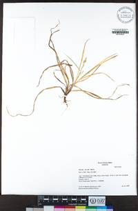 Carex aurea image