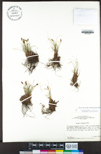 Carex filifolia var. erostrata image