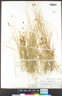 Carex illota image