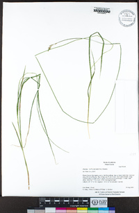 Carex infirminervia image