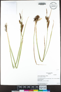 Carex nebrascensis image