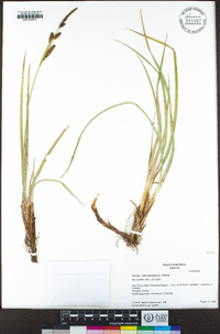 Carex nebrascensis image