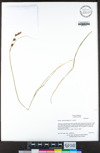 Carex serratodens image