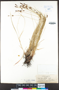 Carex serratodens image