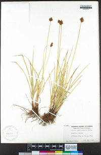 Carex subbracteata image