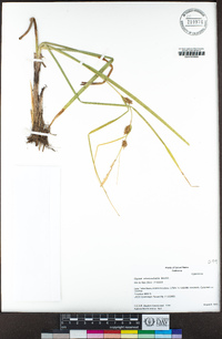 Carex utriculata image