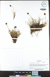 Carex vernacula image