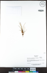 Eleocharis quinqueflora image