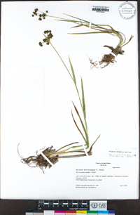 Scirpus congdonii image