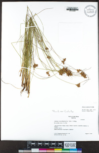Juncus occidentalis image