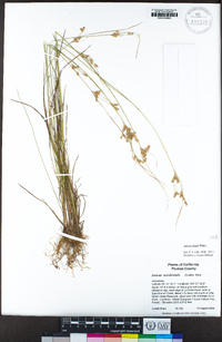 Juncus occidentalis image