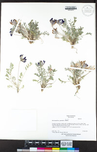 Astragalus purshii image