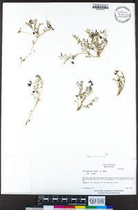 Astragalus tener image