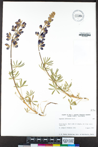 Lupinus albifrons image