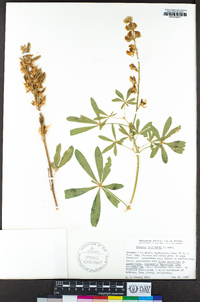 Lupinus andersonii image