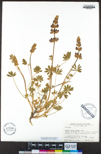 Lupinus grayi image