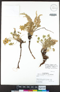 Lupinus lepidus var. sellulus image