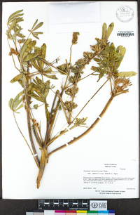 Lupinus microcarpus image
