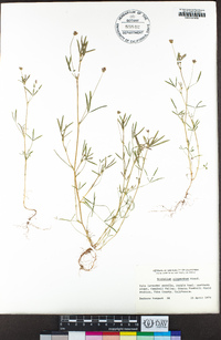 Trifolium oliganthum image