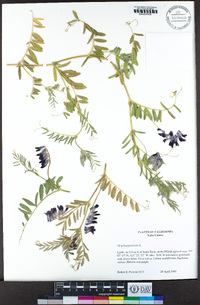 Vicia benghalensis image